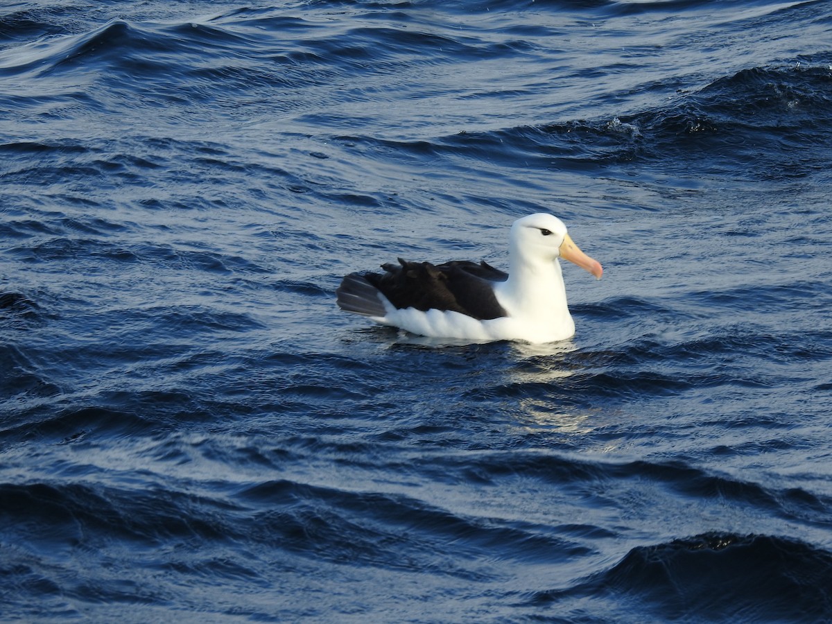 Чернобровый альбатрос - ML187971781