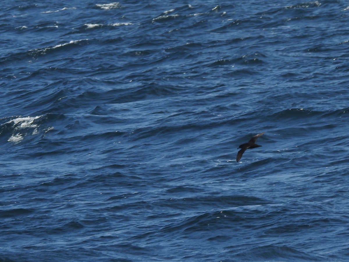 Sooty Shearwater - ML187972071