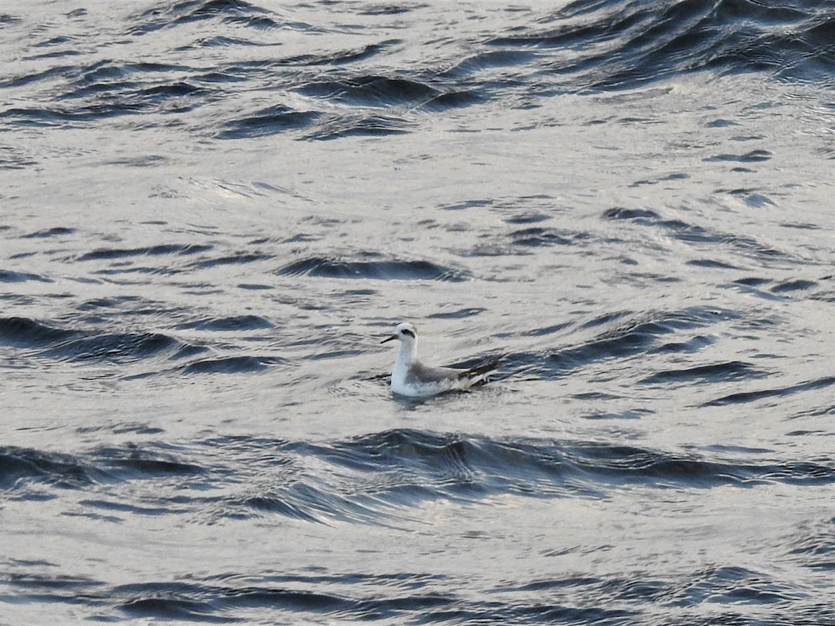 Red Phalarope - ML187972381