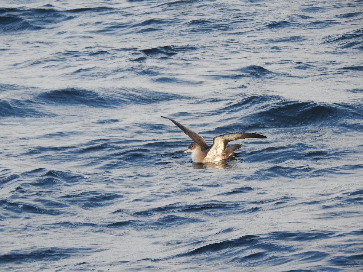 Pink-footed Shearwater - ML187972401