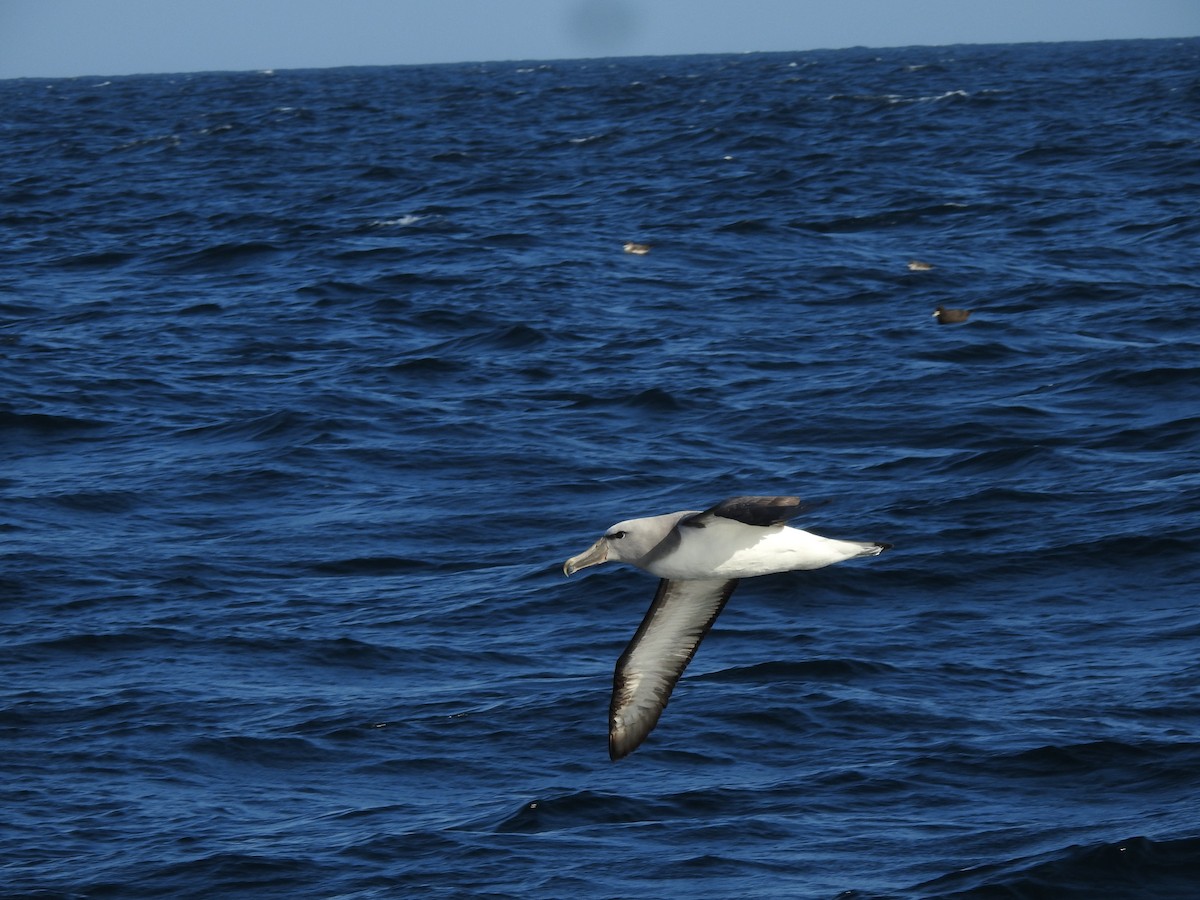 Salvin's Albatross - ML187972491