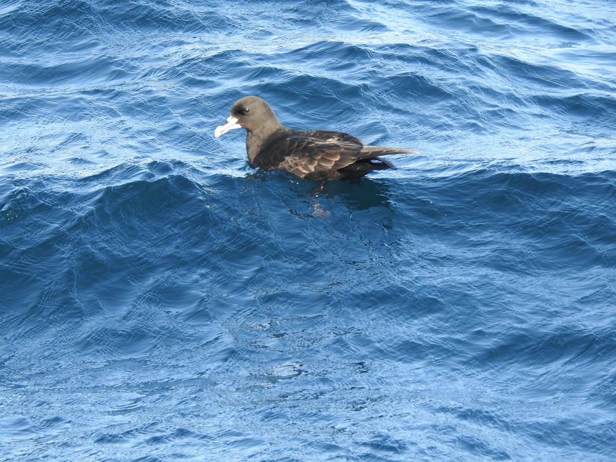 White-chinned Petrel - ML187972561