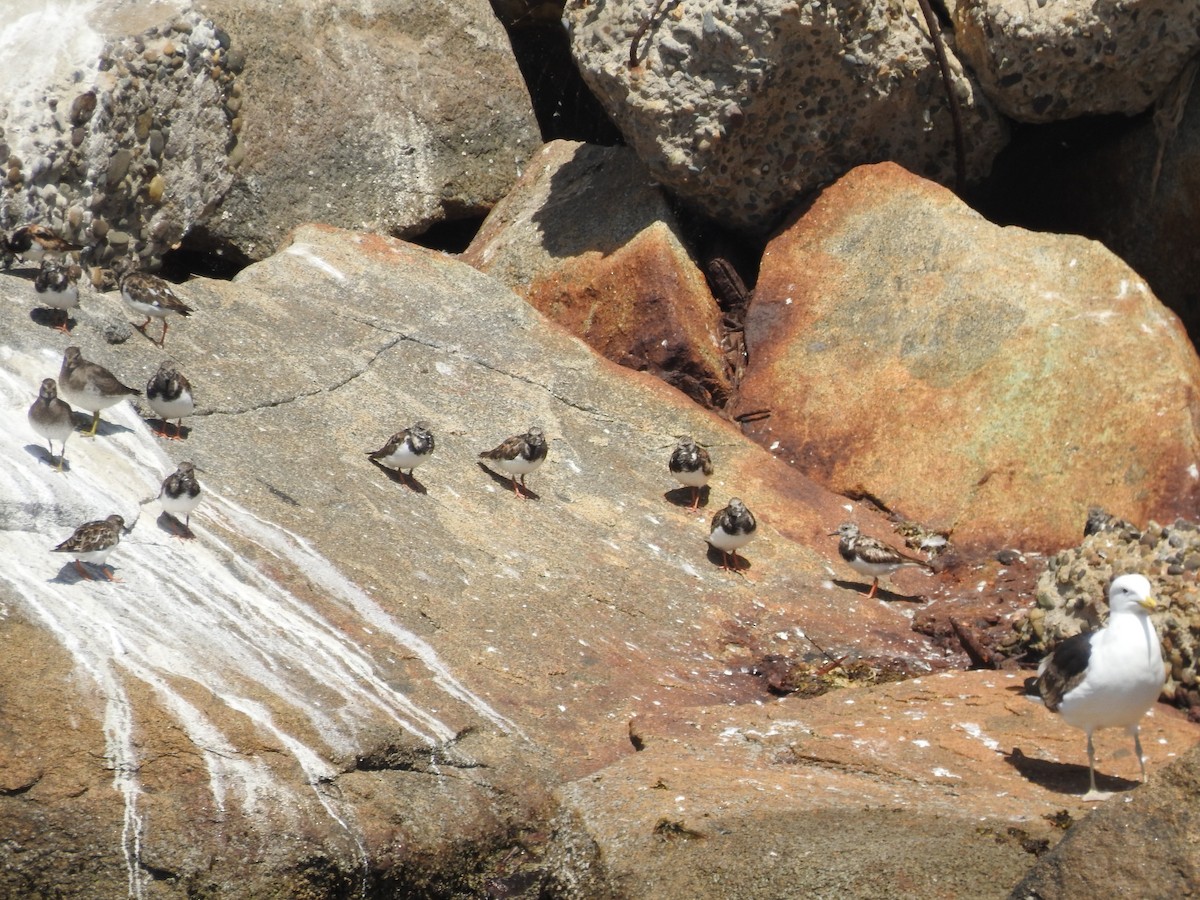 Ruddy Turnstone - ML187972591