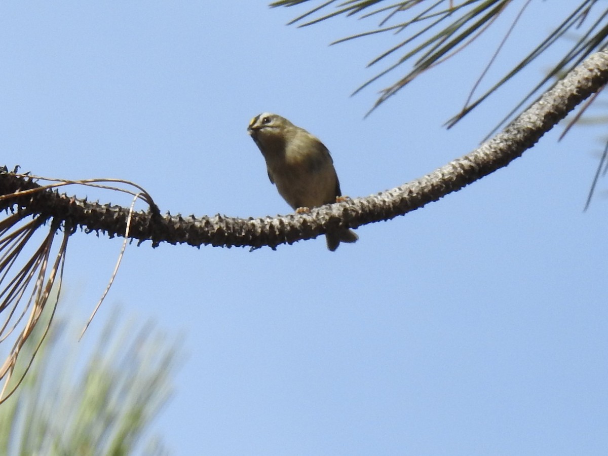 Golden-crowned Kinglet - ML187973791