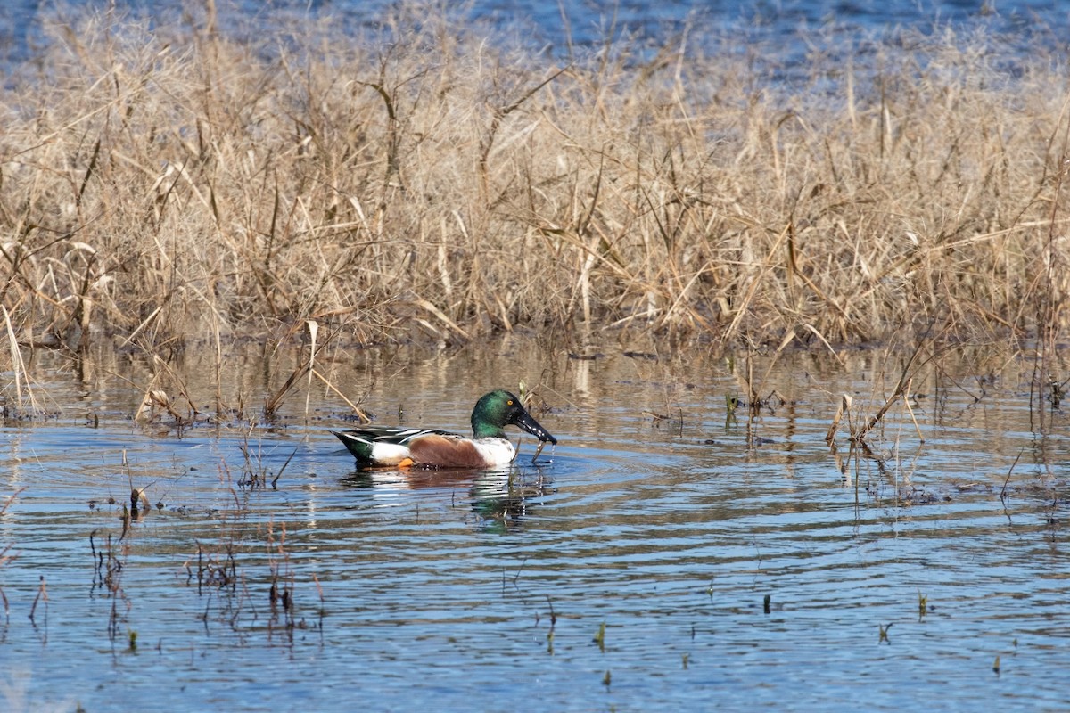 Northern Shoveler - ML187974351