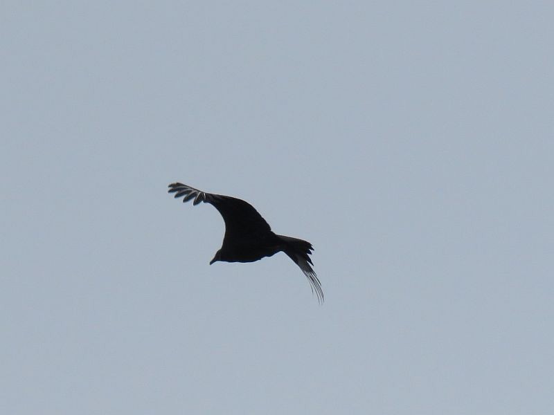 Black Vulture - Tracy The Birder