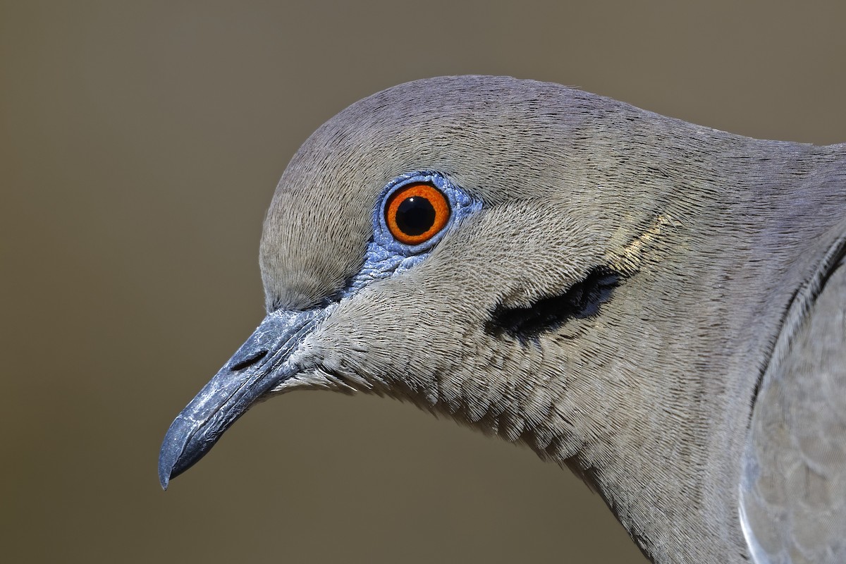 White-winged Dove - ML187974501