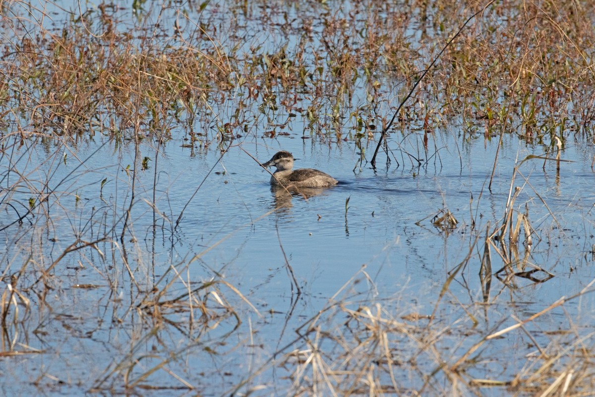 Ruddy Duck - ML187974691