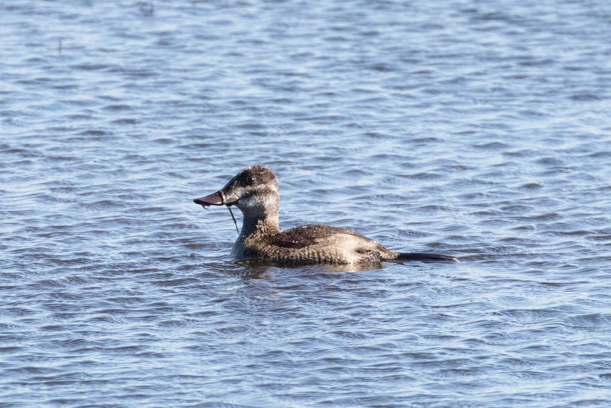 Ruddy Duck - ML187974701