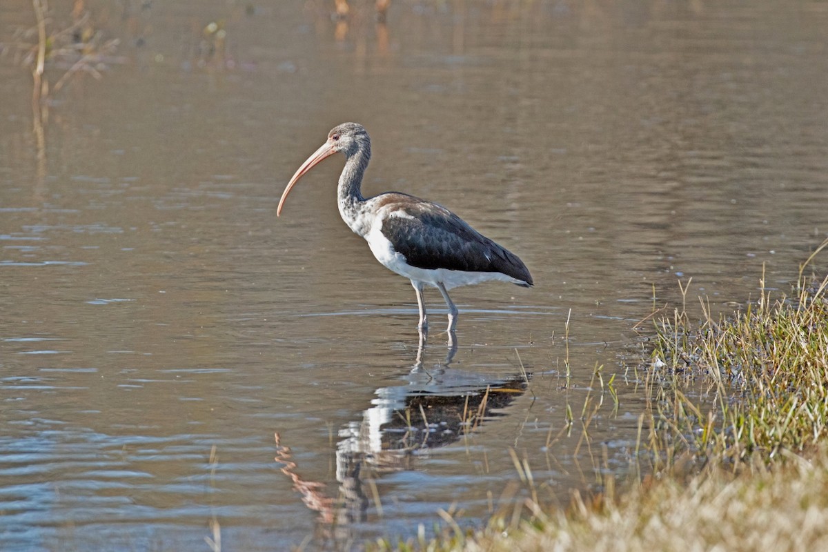 White Ibis - ML187975001