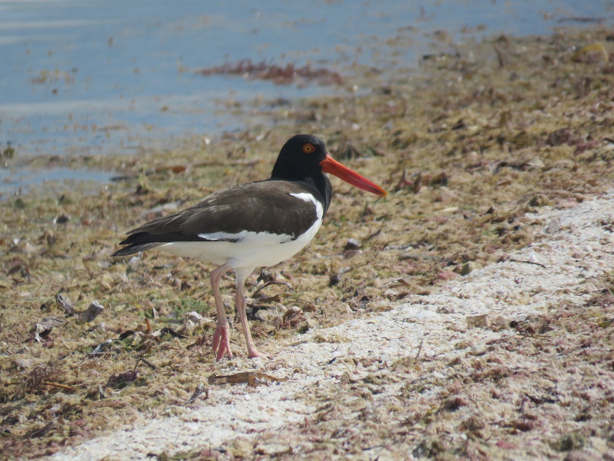 American Oystercatcher - ML187975101