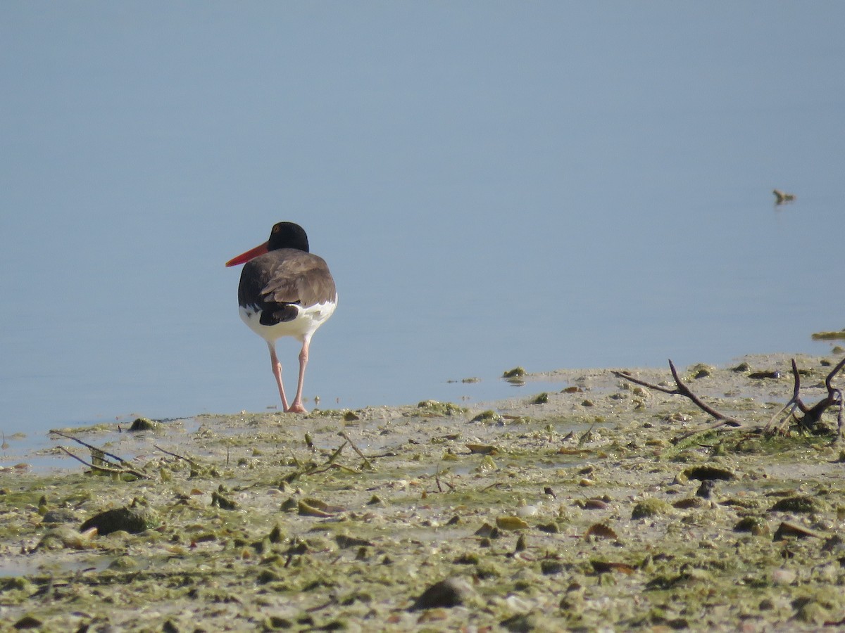 American Oystercatcher - ML187975201