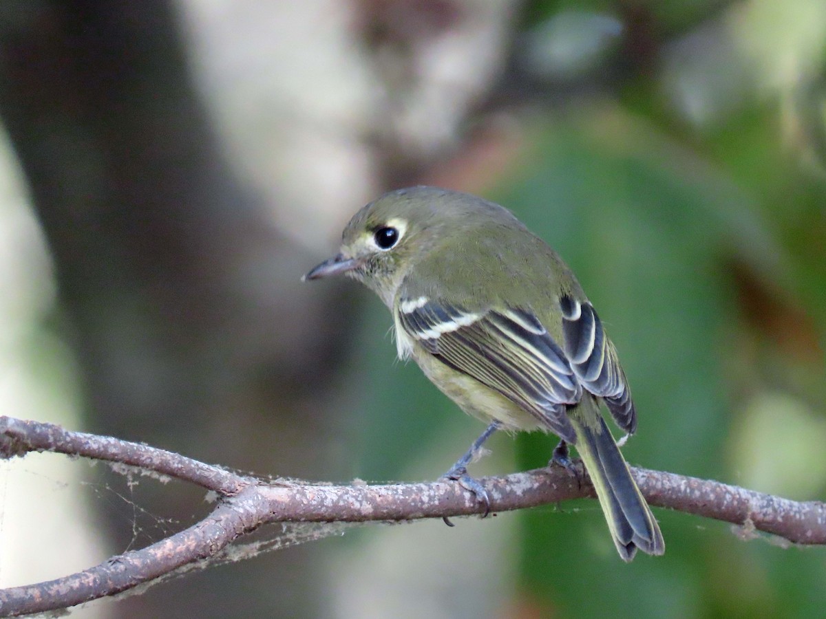 Hutton's Vireo - ML187975321
