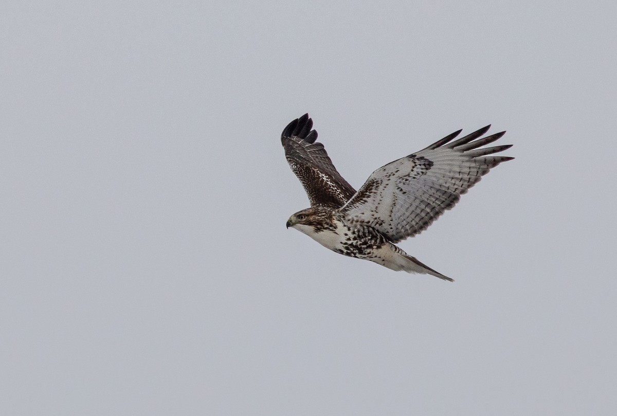 Red-tailed Hawk - ML187975391