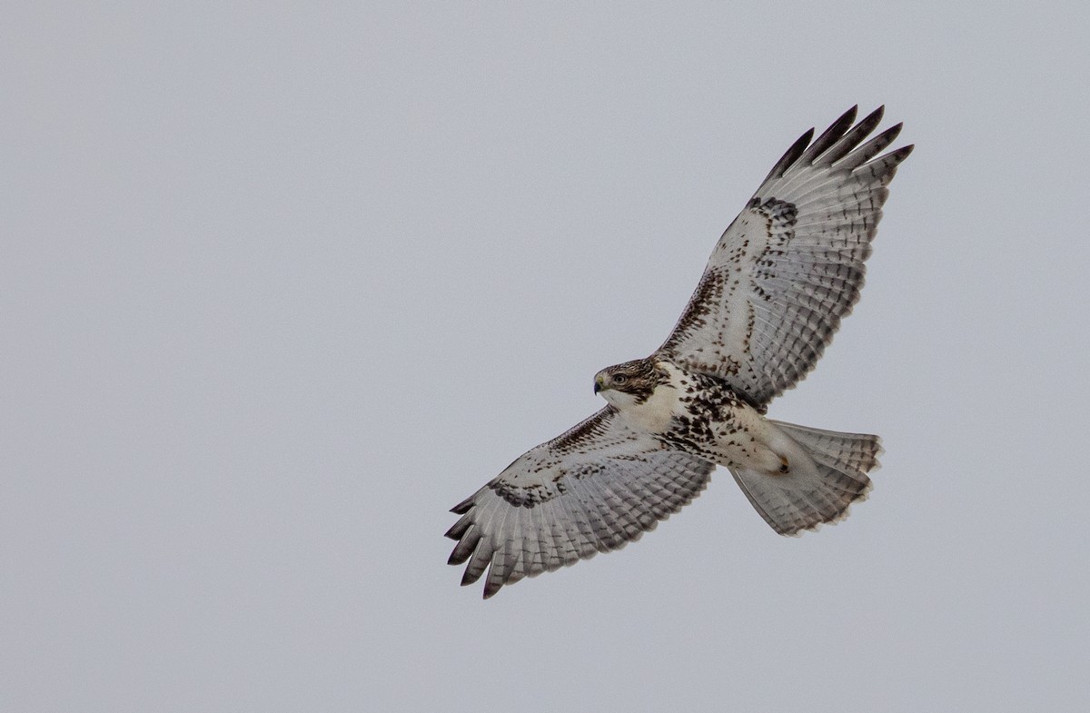 Red-tailed Hawk - ML187975401
