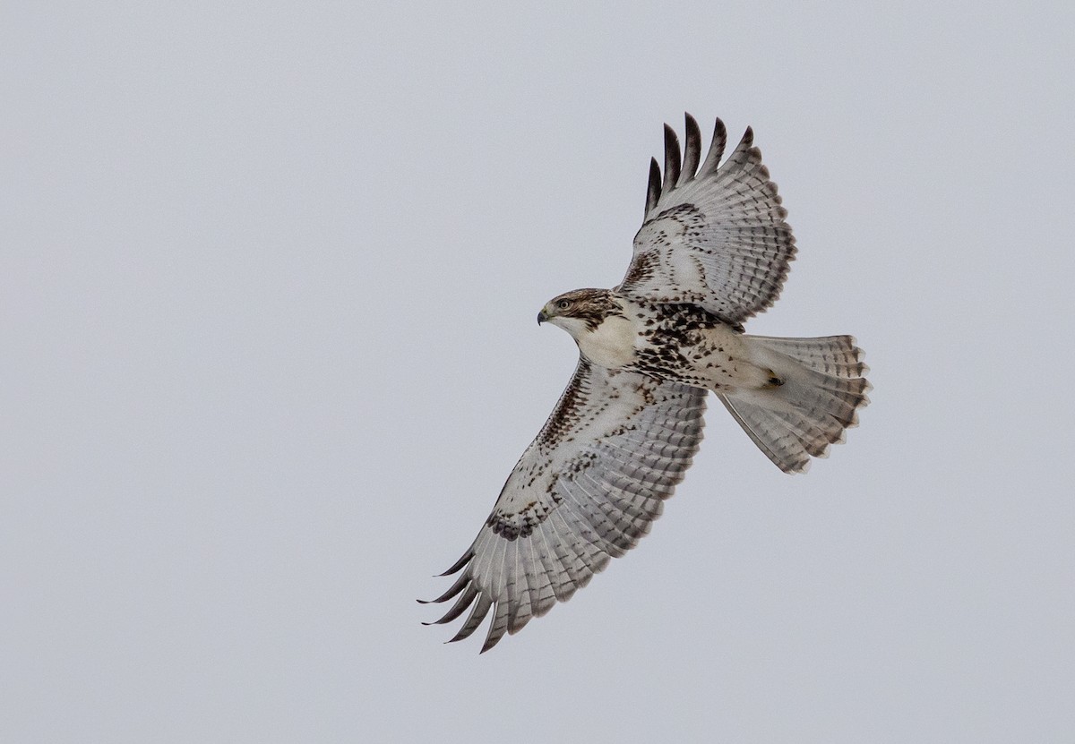 Red-tailed Hawk - ML187975431