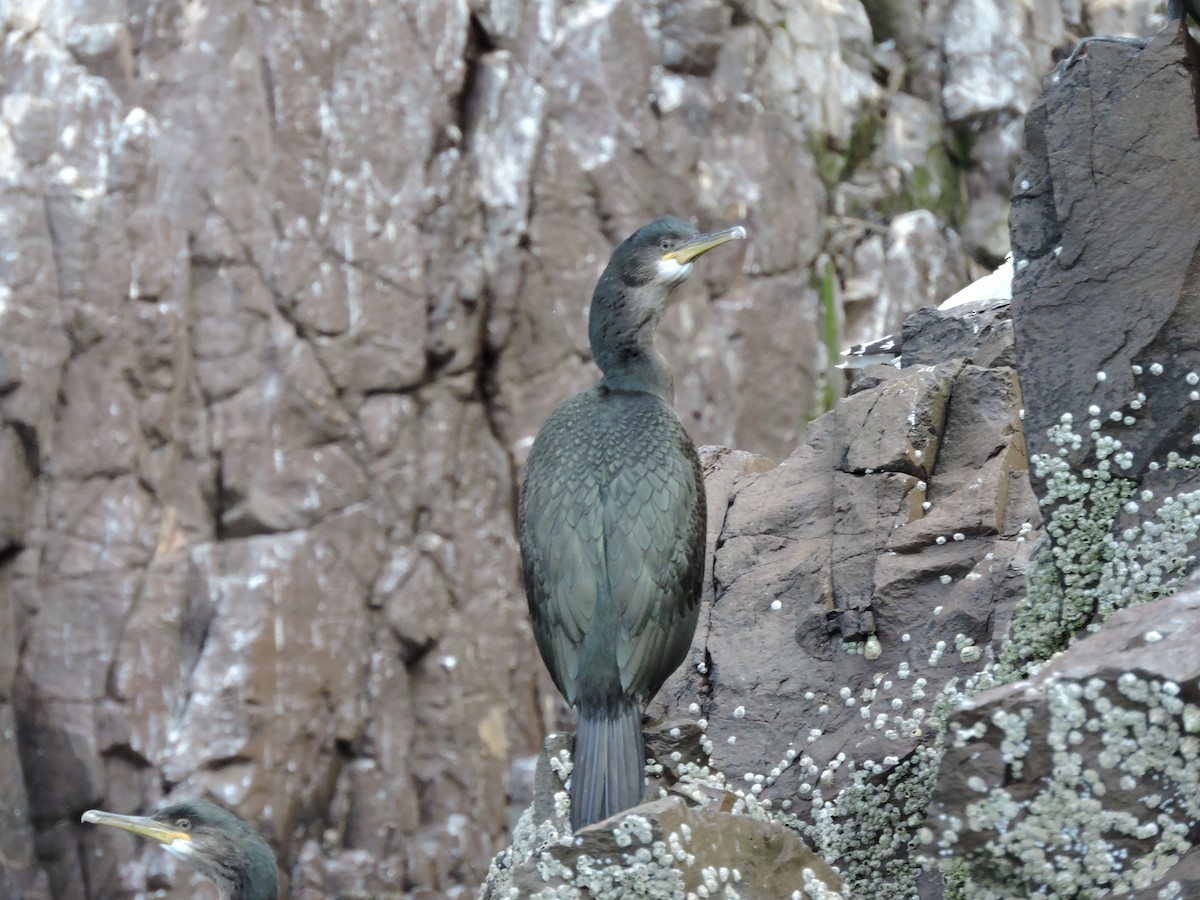 Great Cormorant/European Shag - ML187975841