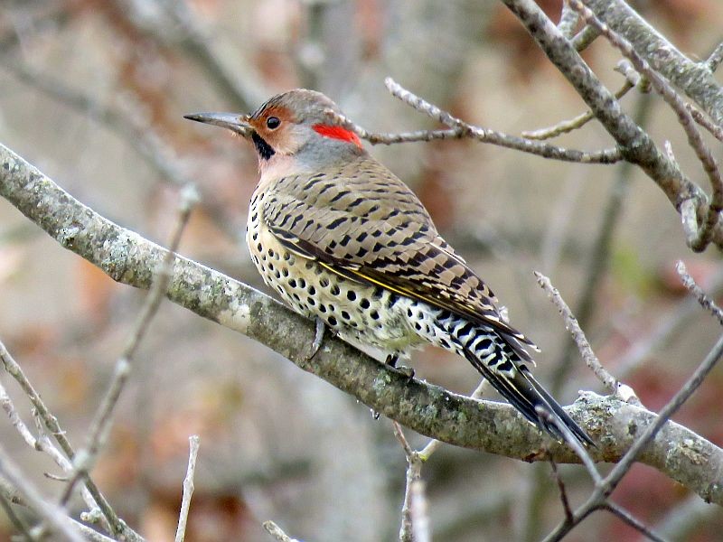 Northern Flicker - ML187976511