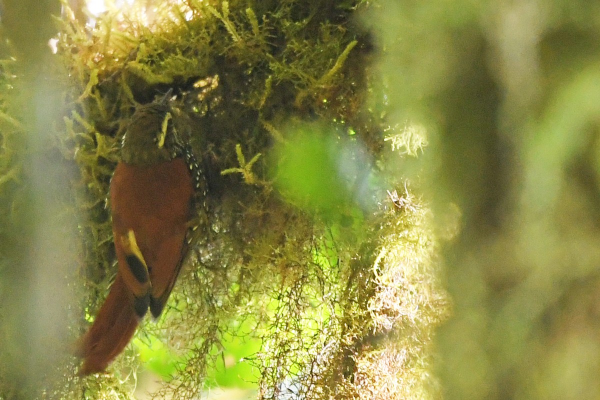 Pearled Treerunner - Marie O'Neill