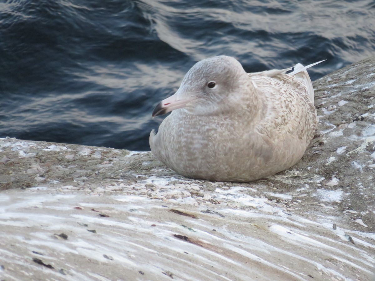 Glaucous Gull - Marco Caetano