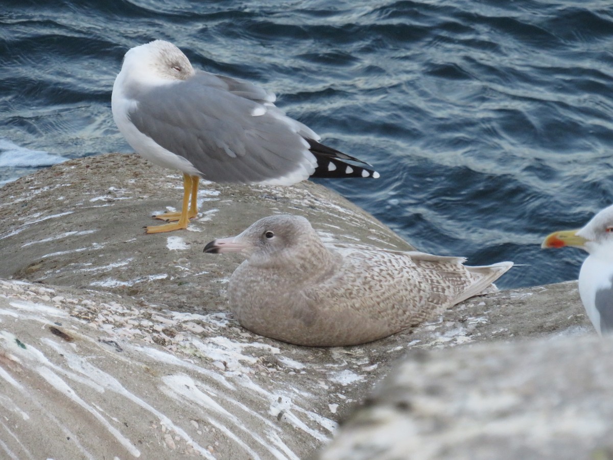 Glaucous Gull - Marco Caetano