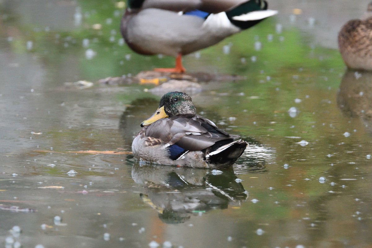 Canard colvert - ML187982661