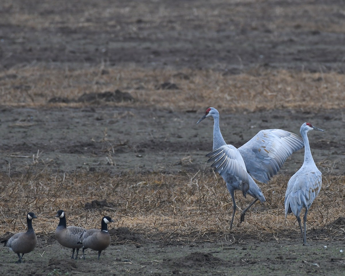 Sandhill Crane - ML187983421