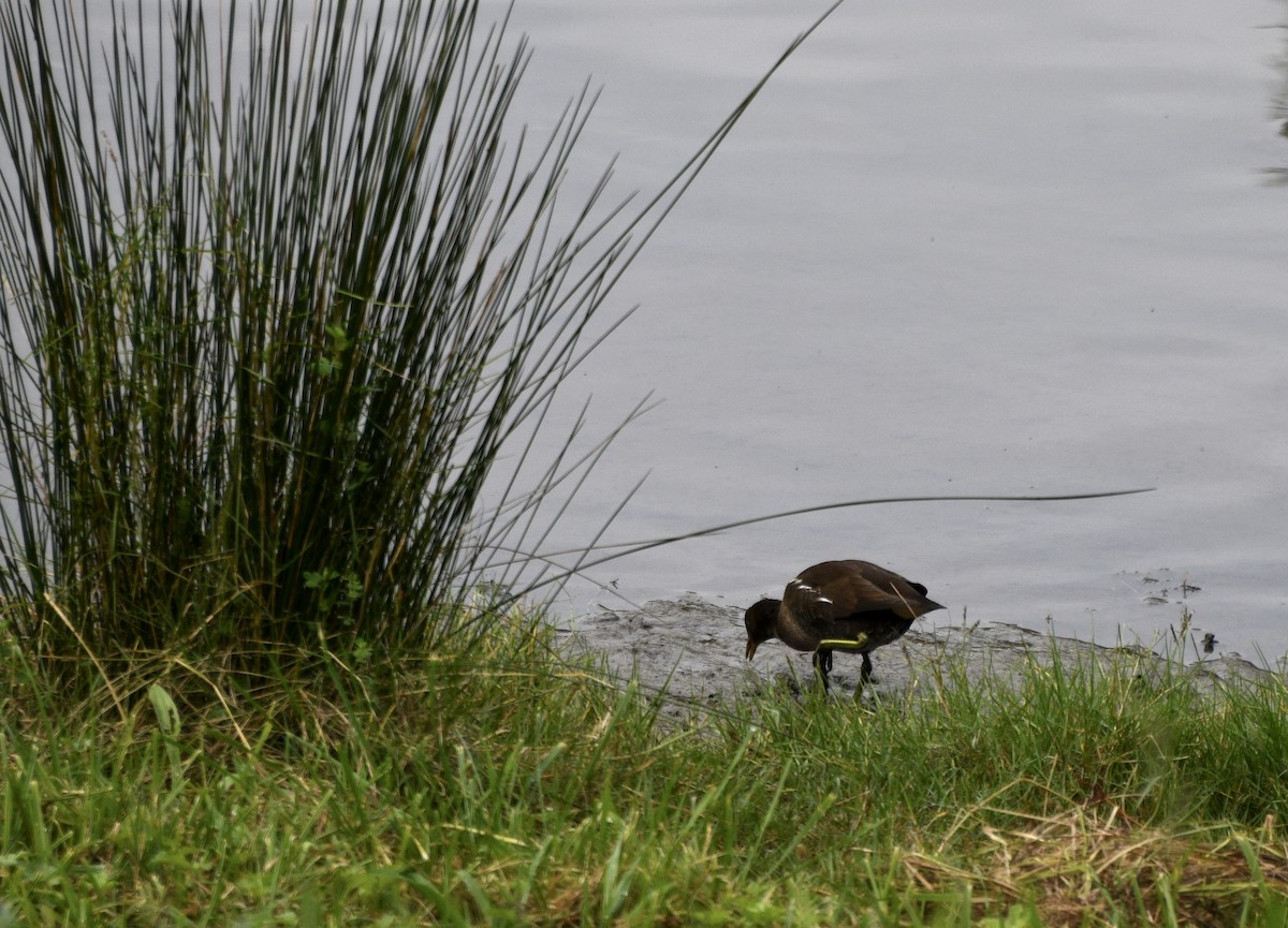 Eurasian Moorhen - ML187983621