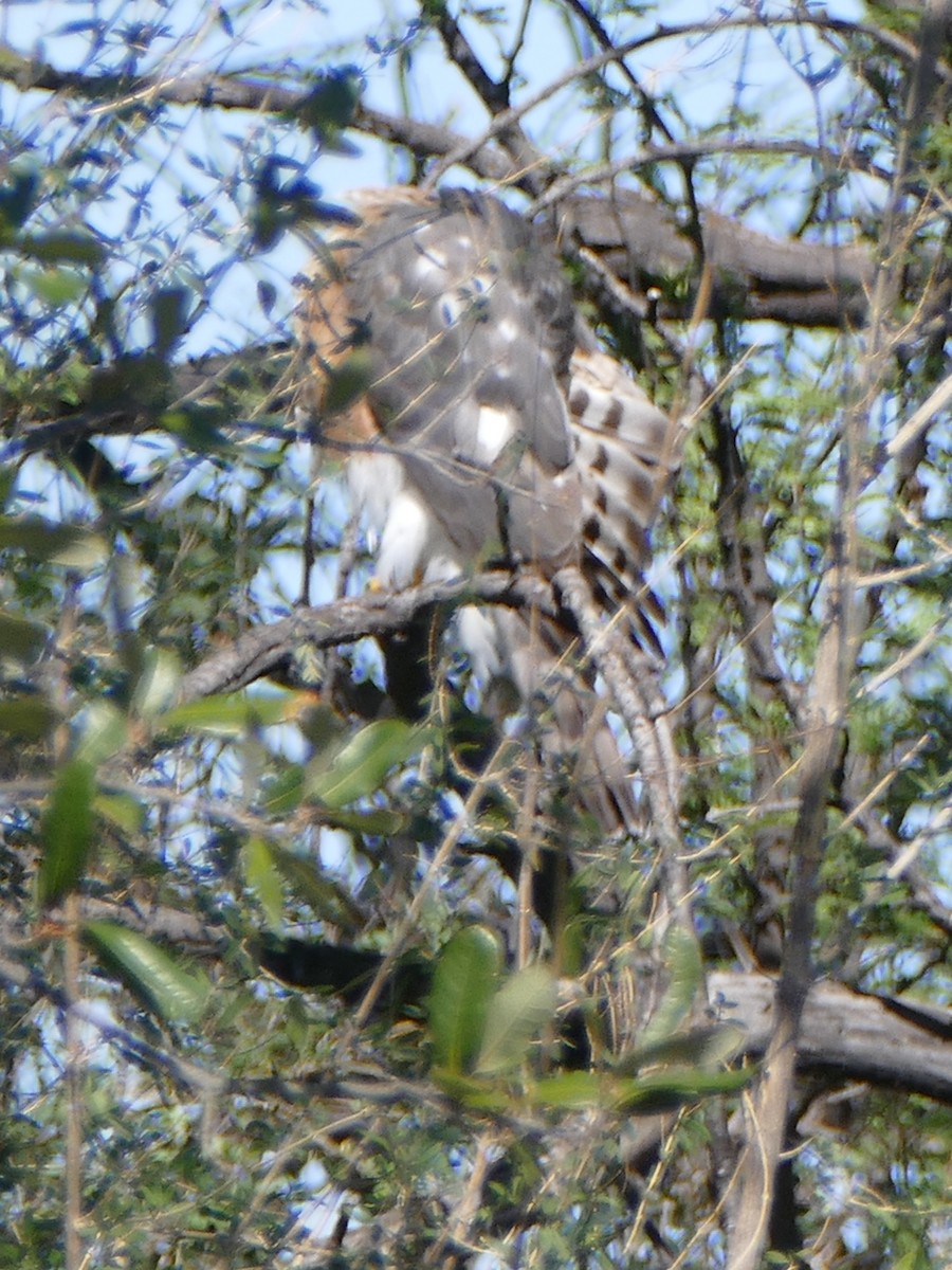 Sharp-shinned Hawk - Carolyn Ohl, cc