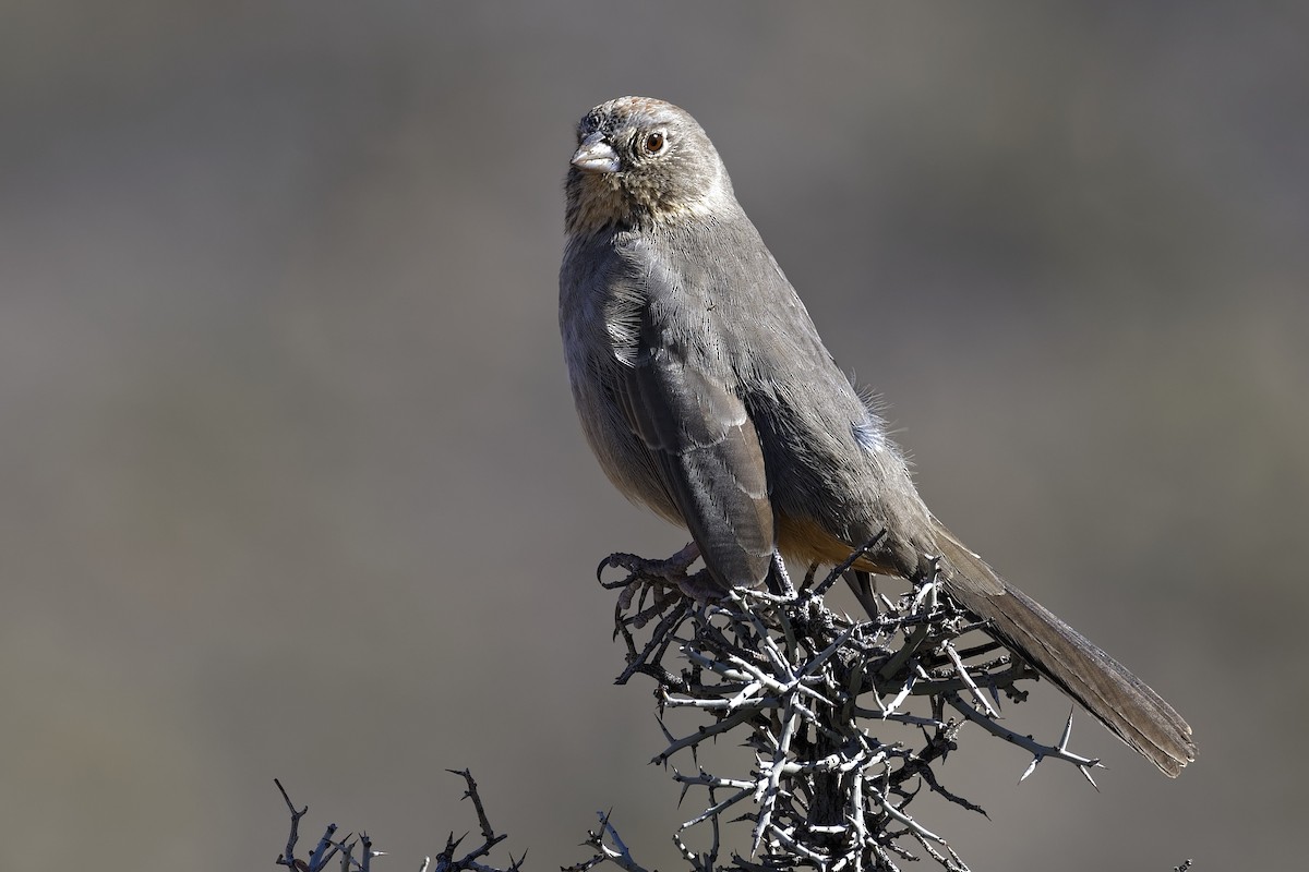 Canyon Towhee - ML187988501