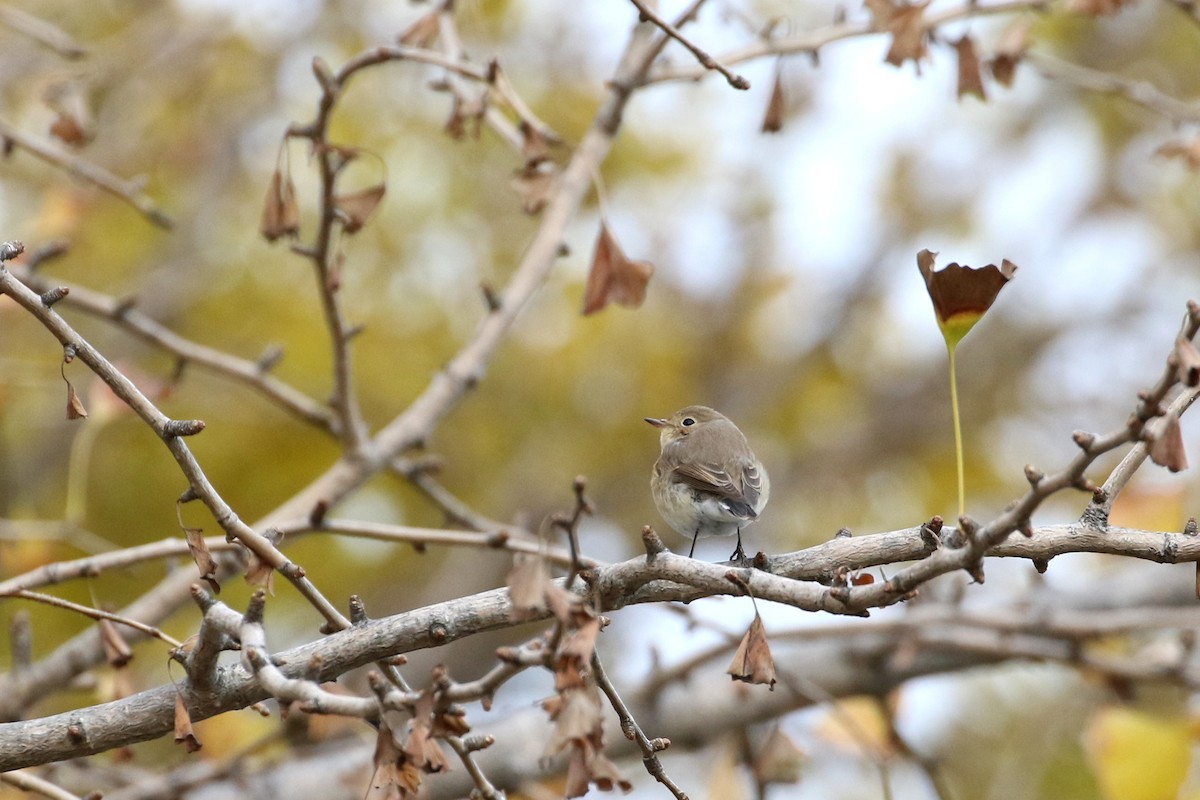 Red-breasted Flycatcher - ML187989951