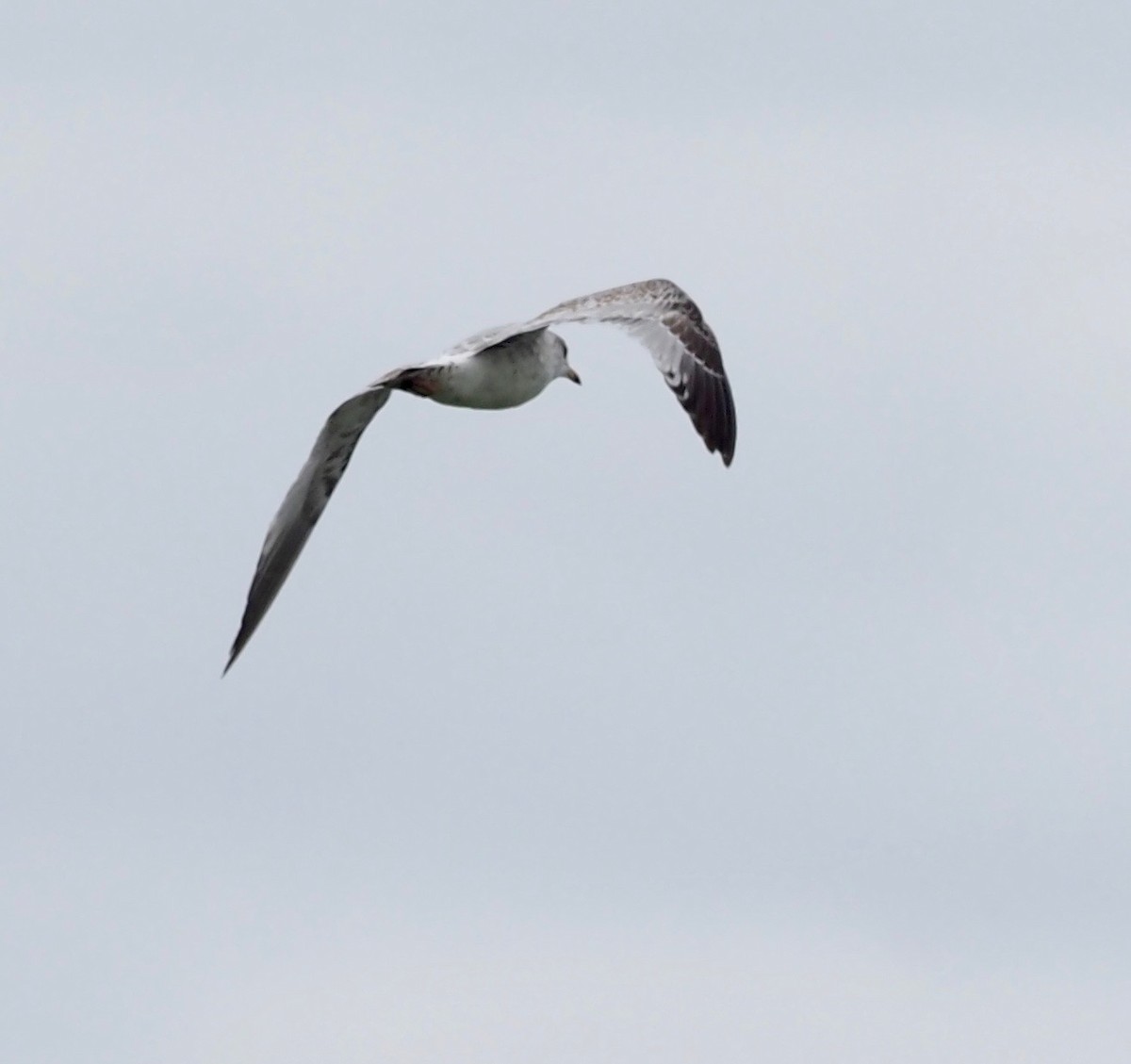 Ring-billed Gull - ML187992001