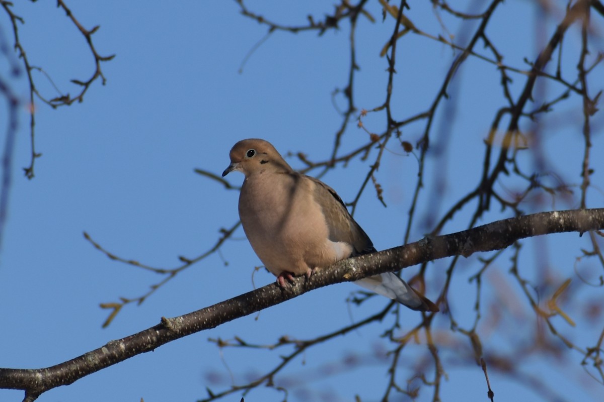 Mourning Dove - ML187995231