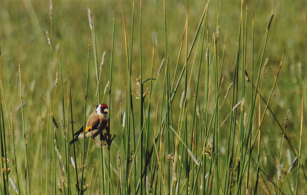 European Goldfinch - ML187995291