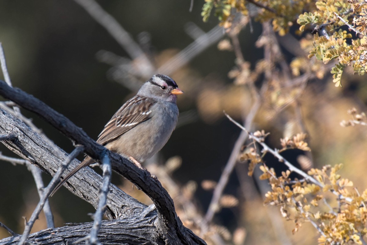 White-crowned Sparrow - ML187995651