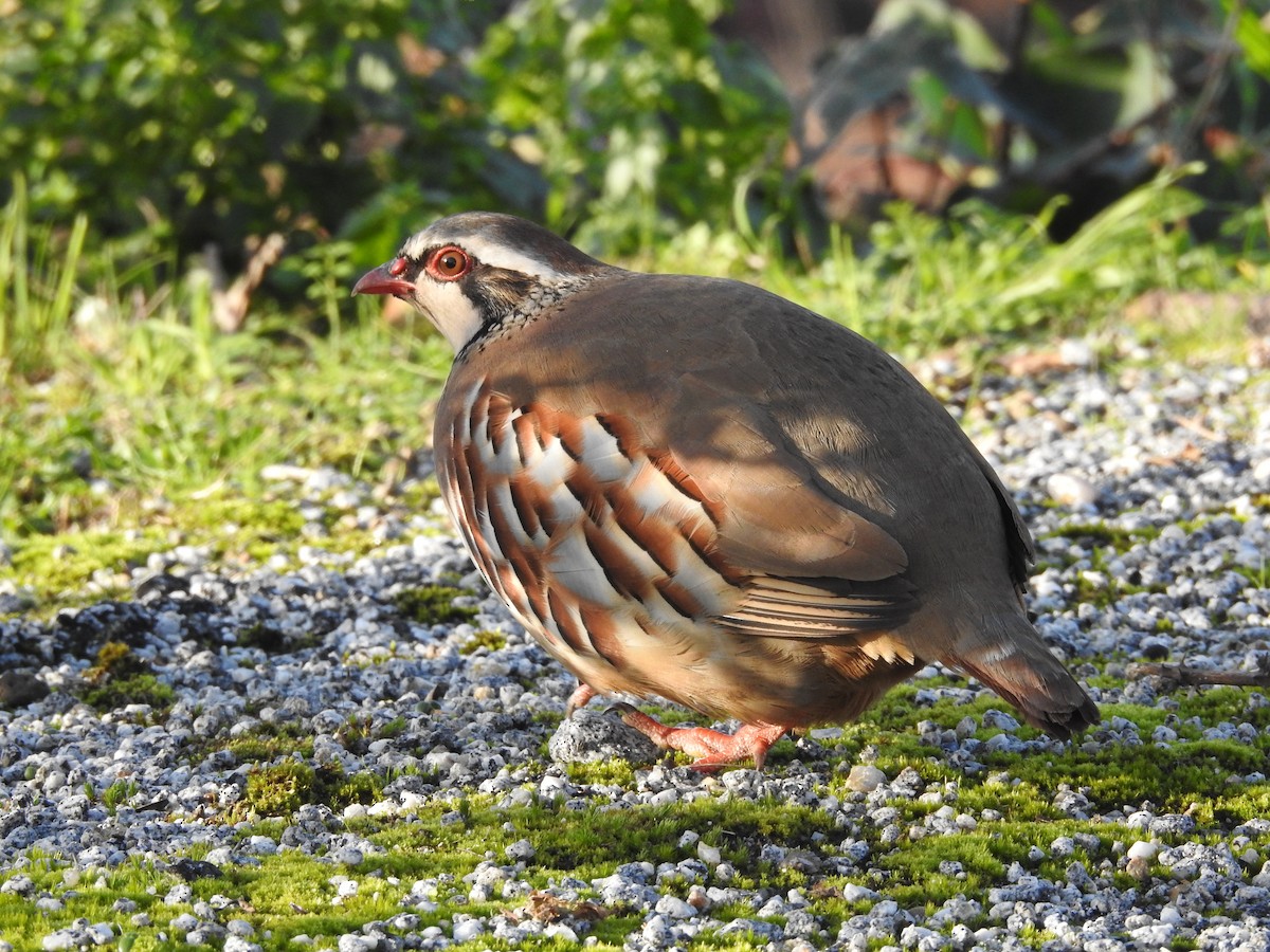 Red-legged Partridge - Alexandre Rica Cardoso