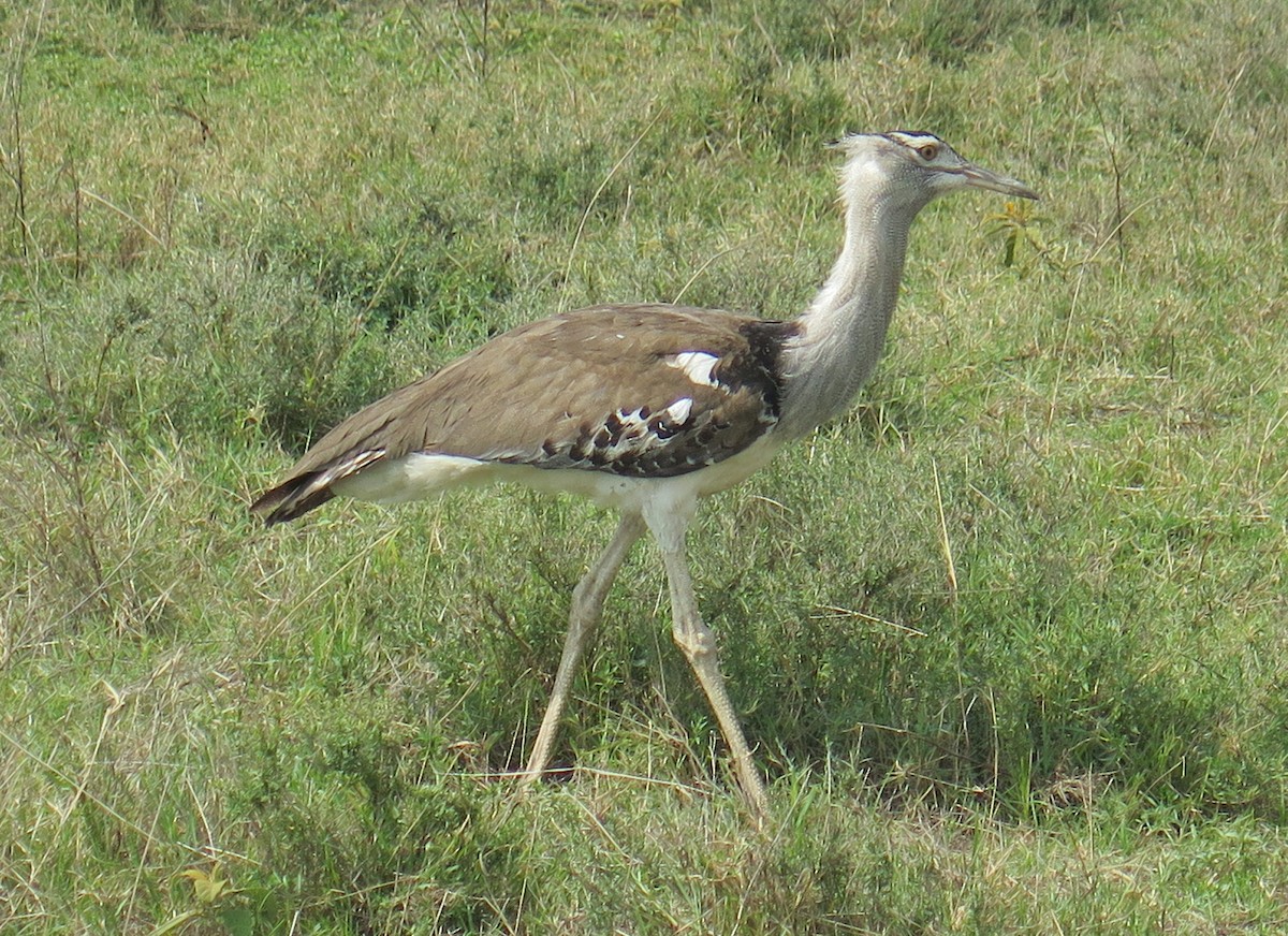 Kori Bustard - ML187997511