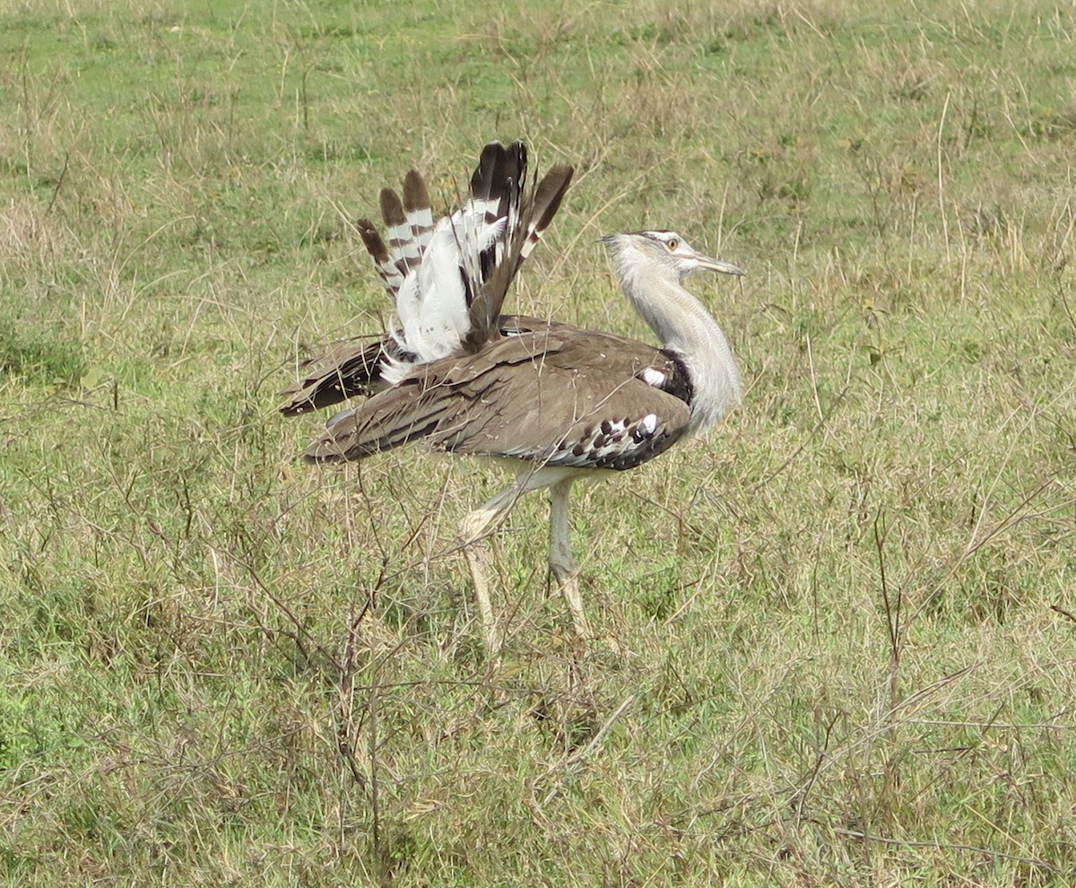 Kori Bustard - ML187997841