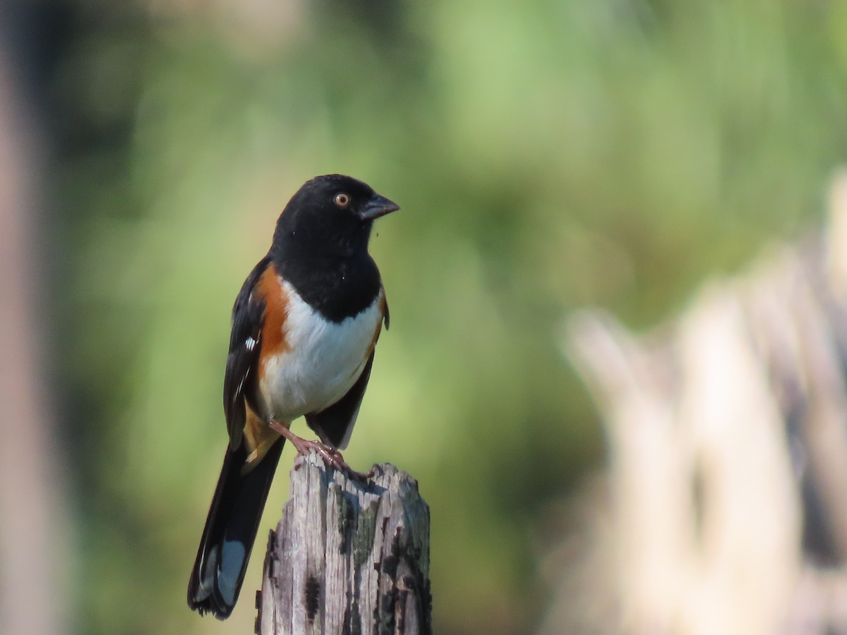 Eastern Towhee - Kathy Rigling