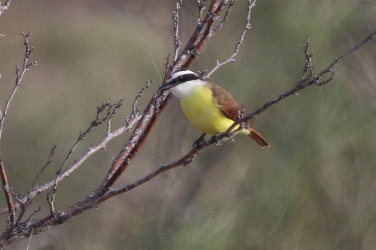 Great Kiskadee - Seth Ontiveros