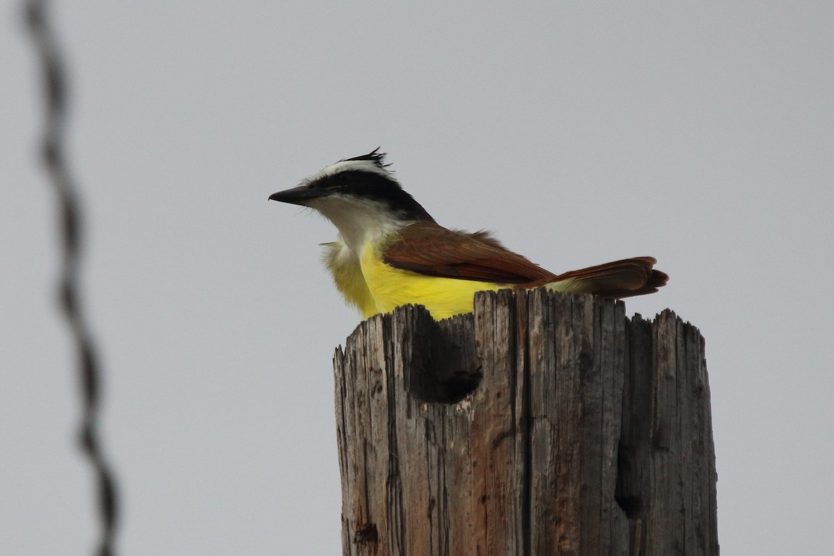 Great Kiskadee - Seth Ontiveros