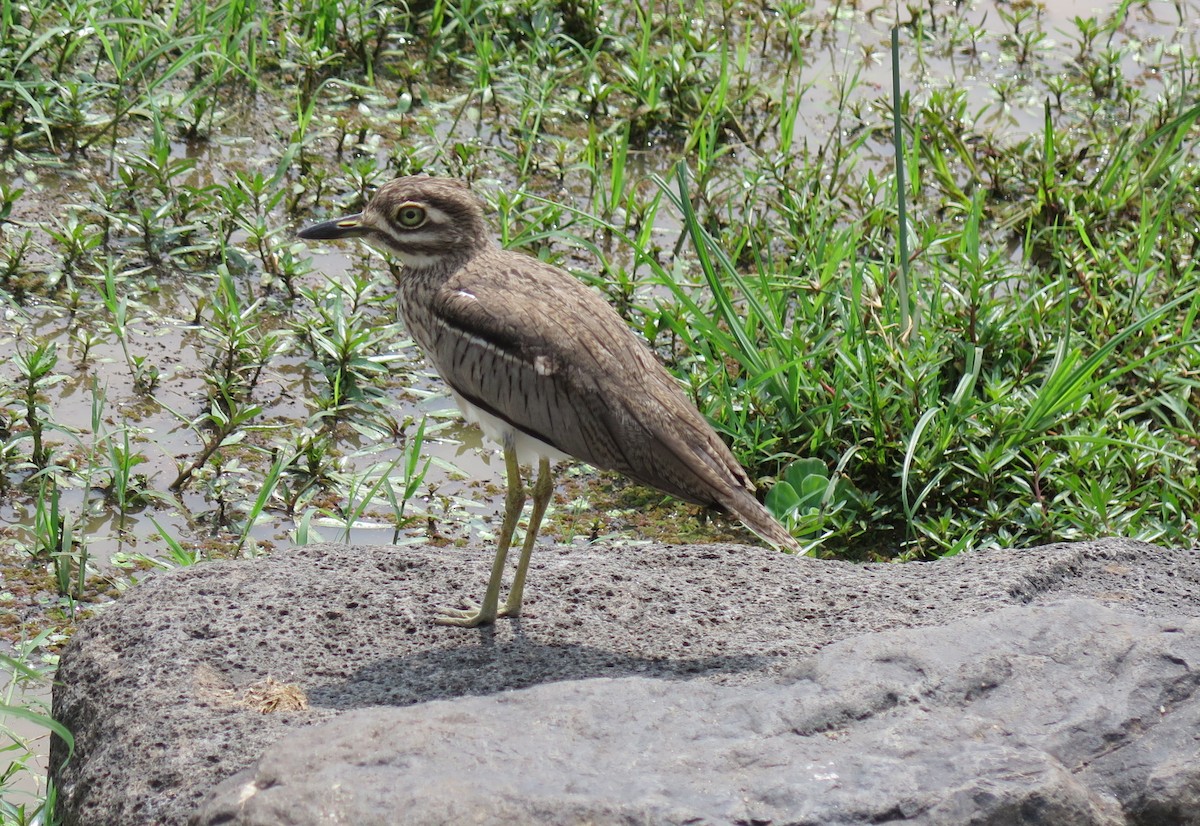 Water Thick-knee - ML188001301