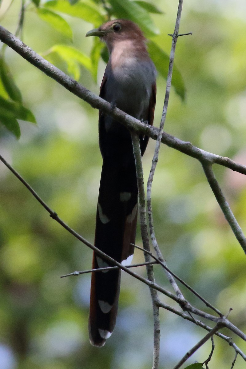 Squirrel Cuckoo - ML188001721