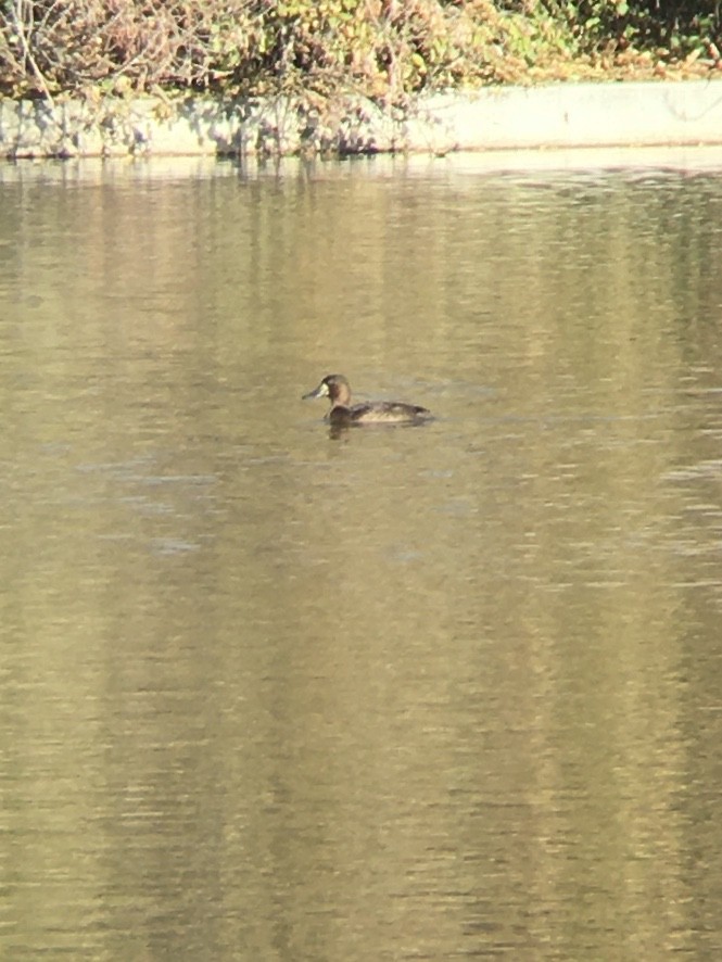 Greater Scaup - ML188005061