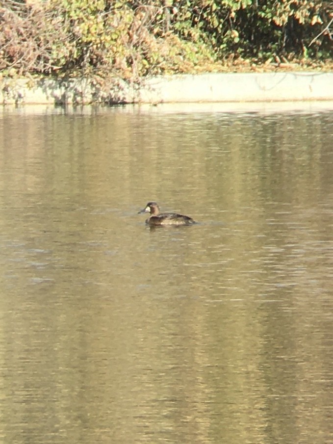 Greater Scaup - ML188005071