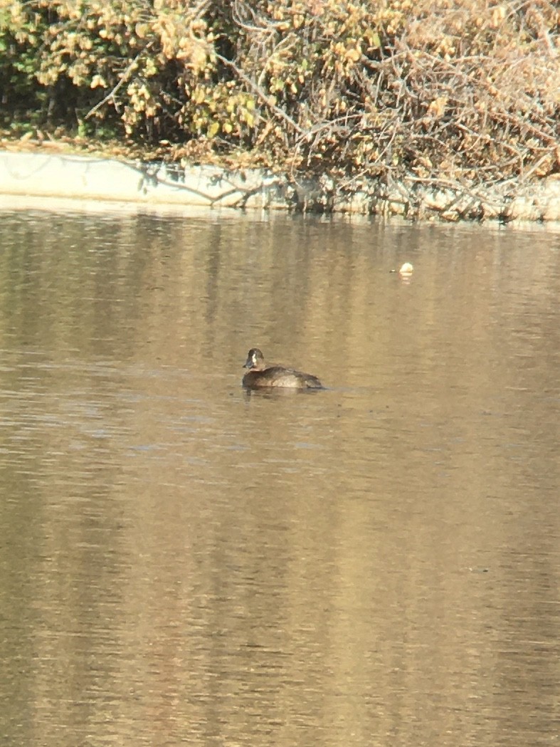 Greater Scaup - ML188005081