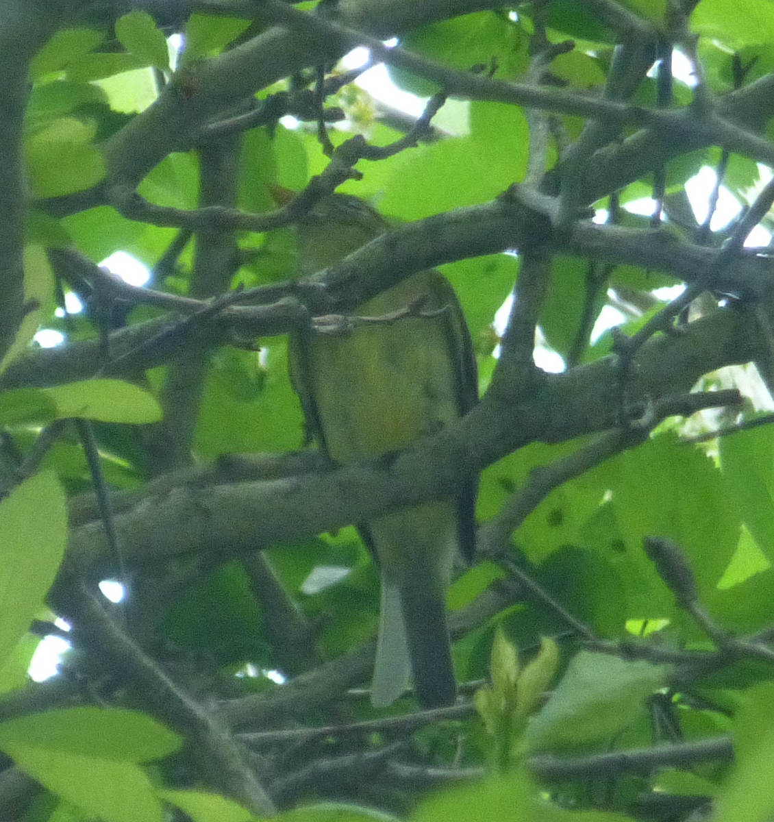 Yellow-bellied Flycatcher - ML188006011