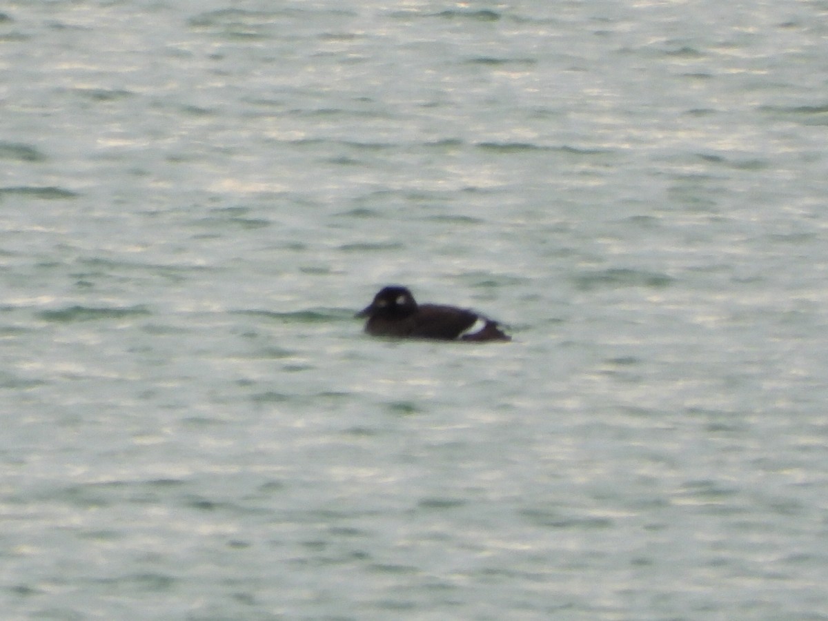 White-winged Scoter - ML188007061