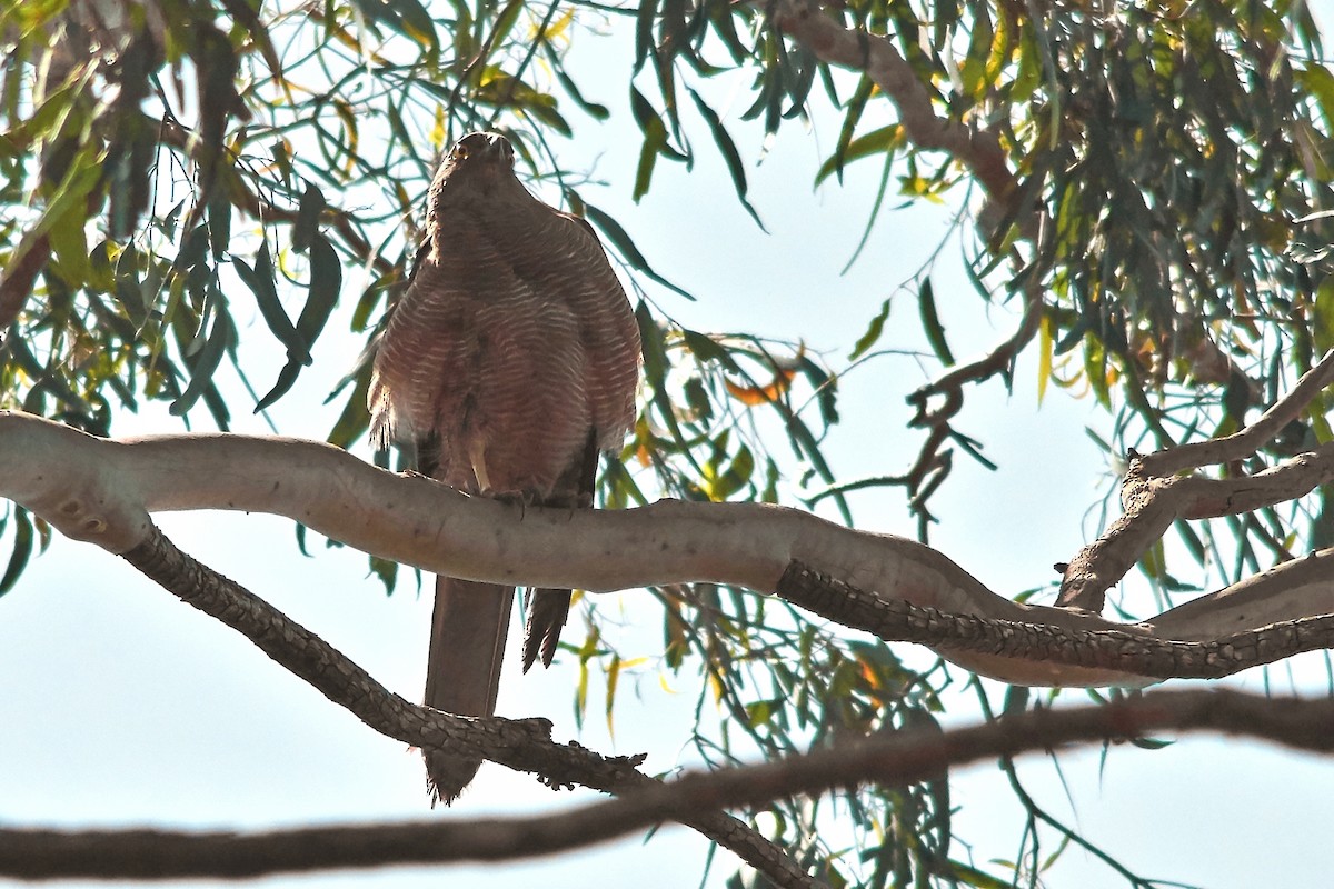 Brown Goshawk - ML188008161