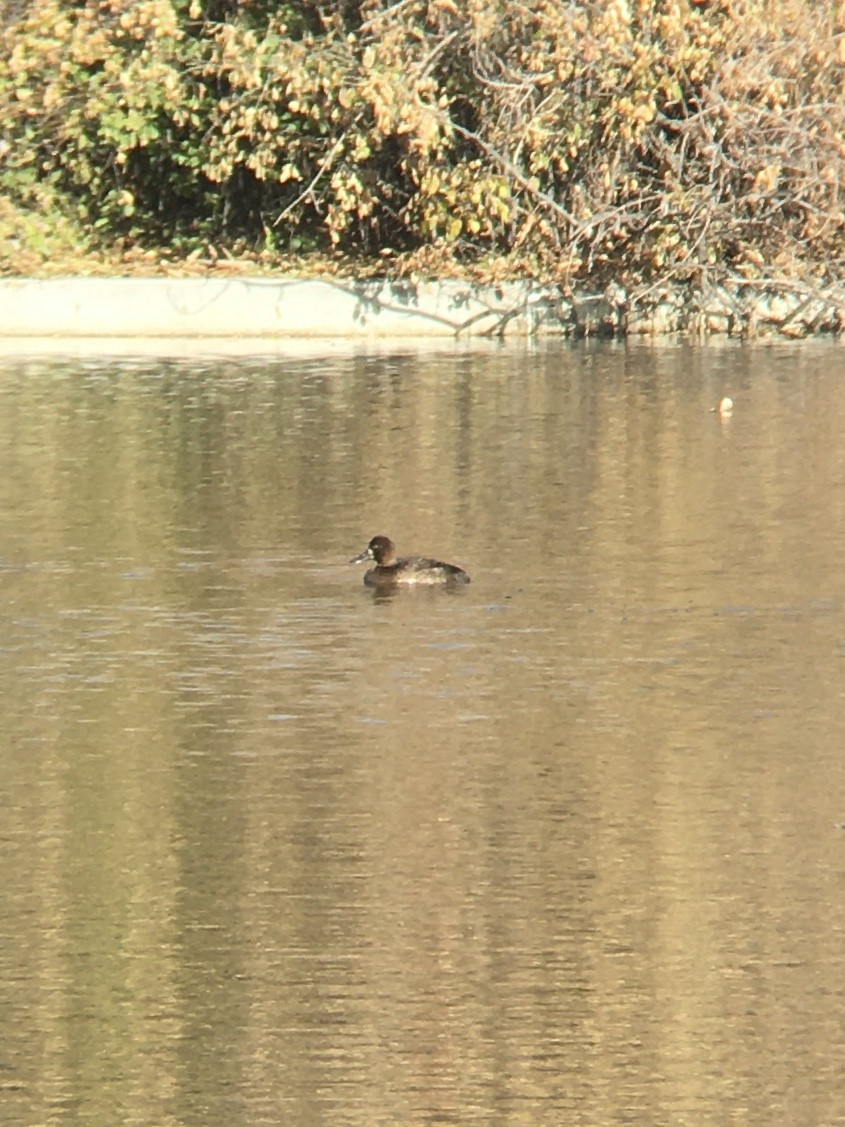 Greater Scaup - ML188008451